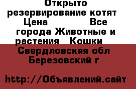 Открыто резервирование котят › Цена ­ 15 000 - Все города Животные и растения » Кошки   . Свердловская обл.,Березовский г.